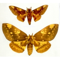 Bellavista Horned Devil Citheronia bellavista 15 eggs Bellavista Horned Devil Citheronia bellavista 15 eggs